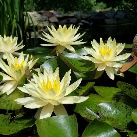 فيلا Trickling Waters Retreat Marquette المظهر الخارجي الصورة